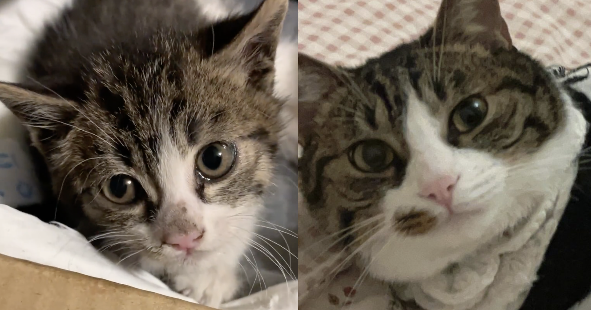 How is Diandian (点点) (A cat my family rescued 2 years ago) now?